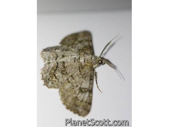 Geometer Moth (Cleora sp)