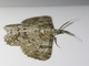 Geometer Moth (Cleora sp)