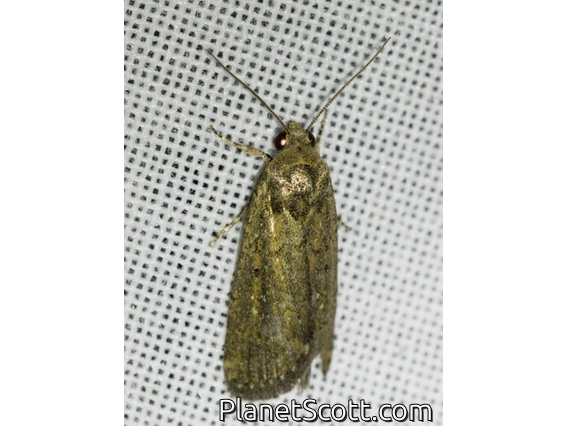 Cutworm Moth (Athetis sp)