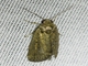 Cutworm Moth (Athetis sp)
