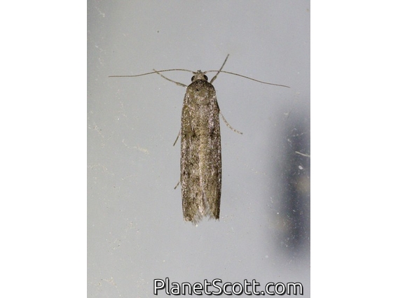 Blastobasid Moth (Blastobasis sp)