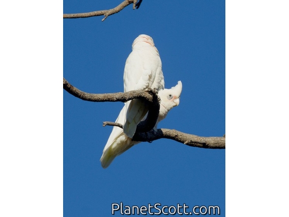 Little Corella (Cacatua sanguinea)