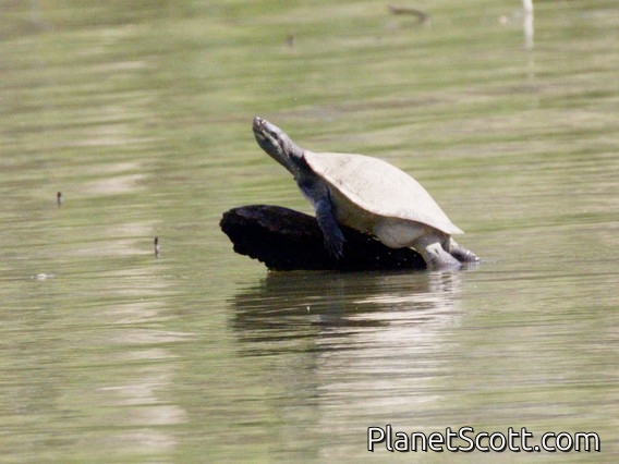 Krefft's Short-necked Turtle (Emydura macquarii)