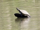 Krefft's Short-necked Turtle (Emydura macquarii)