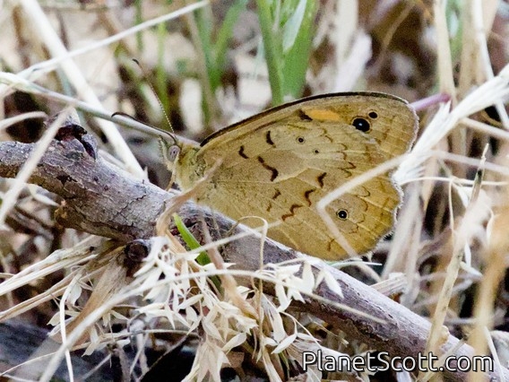 Common Brown (Heteronympha merope)