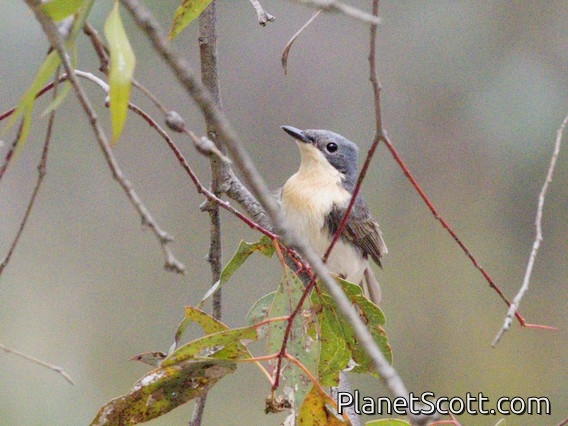 Restless Flycatcher (Myiagra inquieta)