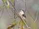 Restless Flycatcher (Myiagra inquieta)