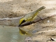 Yellow-tufted Honeyeater (Lichenostomus melanops)