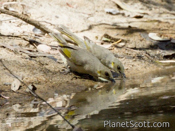 Fuscous Honeyeater (Ptilotula fusca)