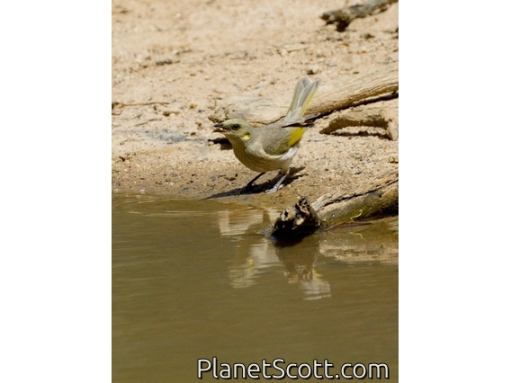 Fuscous Honeyeater (Ptilotula fusca)