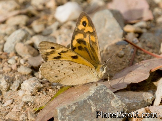 Common Brown (Heteronympha merope)