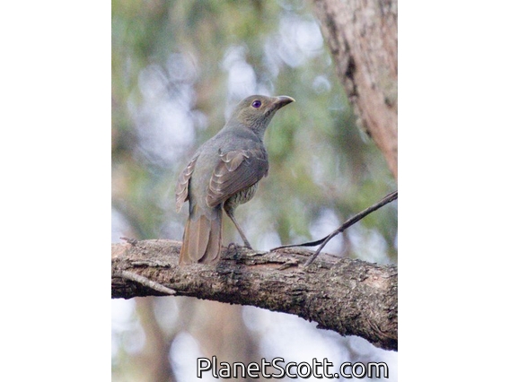 Satin Bowerbird (Ptilonorhynchus violaceus)