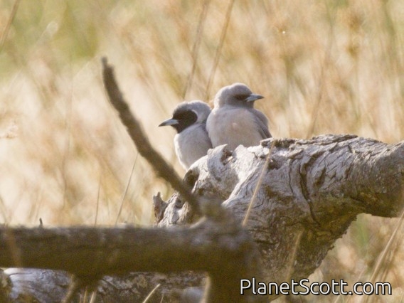 Masked Woodswallow (Artamus personatus)