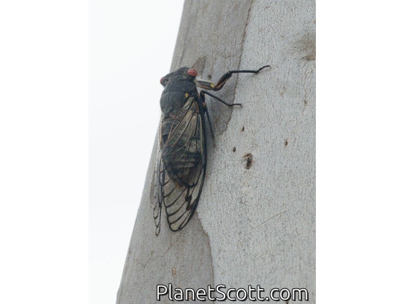 Redeye Cicada (Psaltoda moerens)