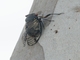 Redeye Cicada (Psaltoda moerens)