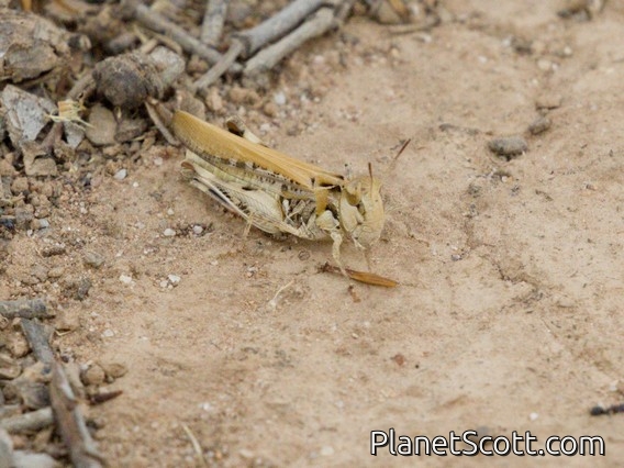 Bandwing Grasshopper (Austroicetes sp)