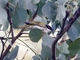White-naped Honeyeater (Melithreptus lunatus)