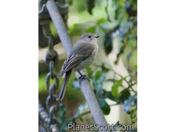 Golden Whistler (Pachycephala pectoralis) - Female