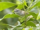 Brown Gerygone (Gerygone mouki)