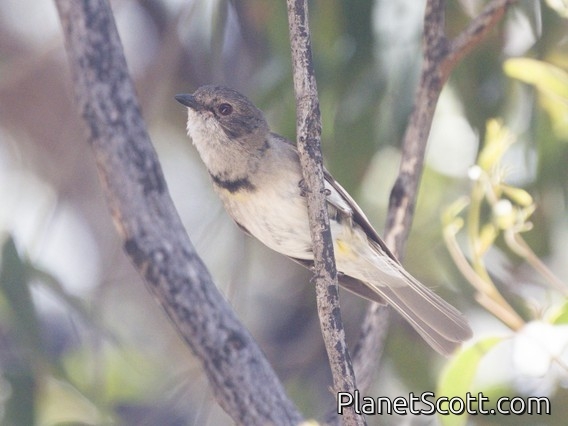 Golden Whistler (Pachycephala pectoralis) - Immature