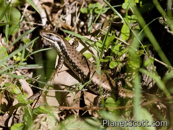 Yellow-bellied Water Skink (Eulamprus heatwolei)