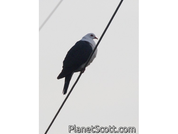 White-headed Pigeon (Columba leucomela)