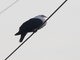White-headed Pigeon (Columba leucomela)