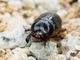 Rhinoceros Beetle (Cheiroplatys latipes)