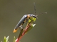 Plague Soldier Beetle (Chauliognathus lugubris)