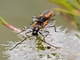 Stinking Longicorn (Stenoderus suturalis)