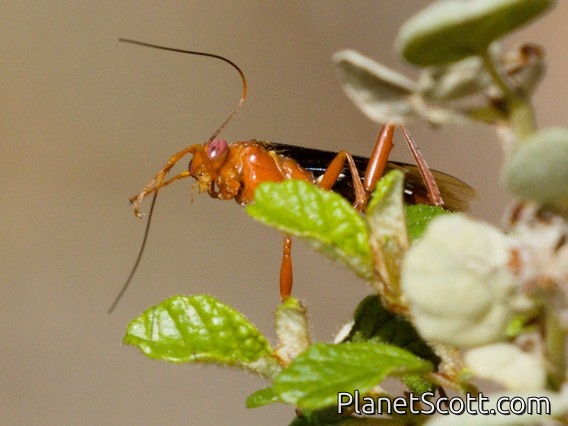 Orchid Dupe Wasp (Lissopimpla excelsa)