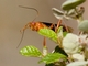 Orchid Dupe Wasp (Lissopimpla excelsa)