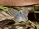 Lesser Grass Blue (Zizina otis)