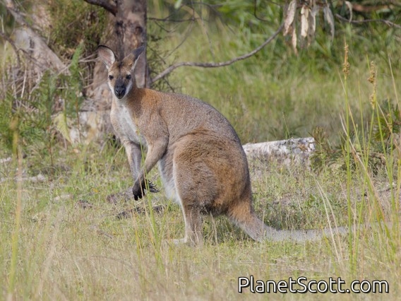 Red-necked Wallaby (Macropus rufogriseus)