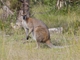 Red-necked Wallaby (Macropus rufogriseus)