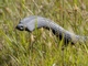 Red-bellied Black Snake (Pseudechis porphyriacus)