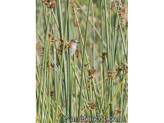Little Grassbird (Poodytes gramineus)
