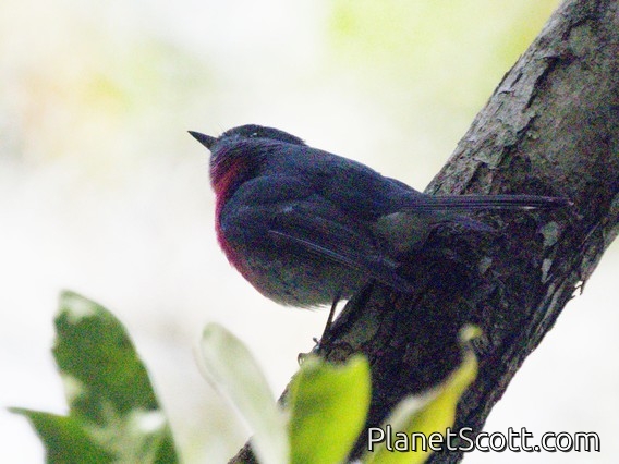 Rose Robin (Petroica rosea)