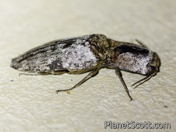 Click Beetle (Cryptalaus prosectus)