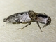 Click Beetle (Cryptalaus prosectus)
