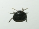 Burrowing Bug (Adrisa sp)