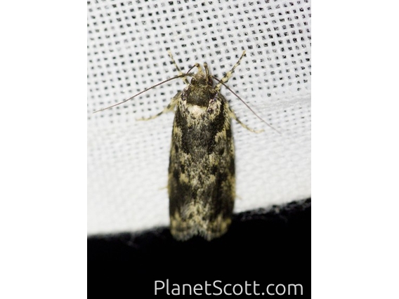 Concealer Moth (Barea sp)