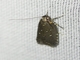 Twirler Moth (Ardozyga nyctias)