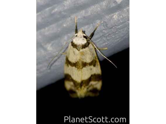 Concealer Moth (Chezala brachypepla)
