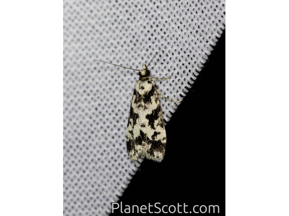 Moss-eating Crambid Snout Moth (Eudonia aphrodes)