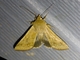Cotton Bollworm Moth (Helicoverpa armigera)