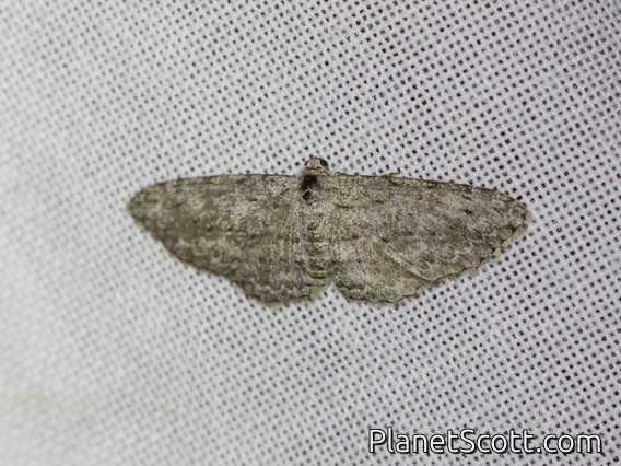 Long-fringed Bark Moth (Phelotis cognata)