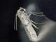 Knot-horn Moth (Homoeosoma vagella)