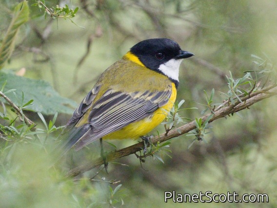 Golden Whistler (Pachycephala pectoralis)