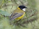 Golden Whistler (Pachycephala pectoralis)